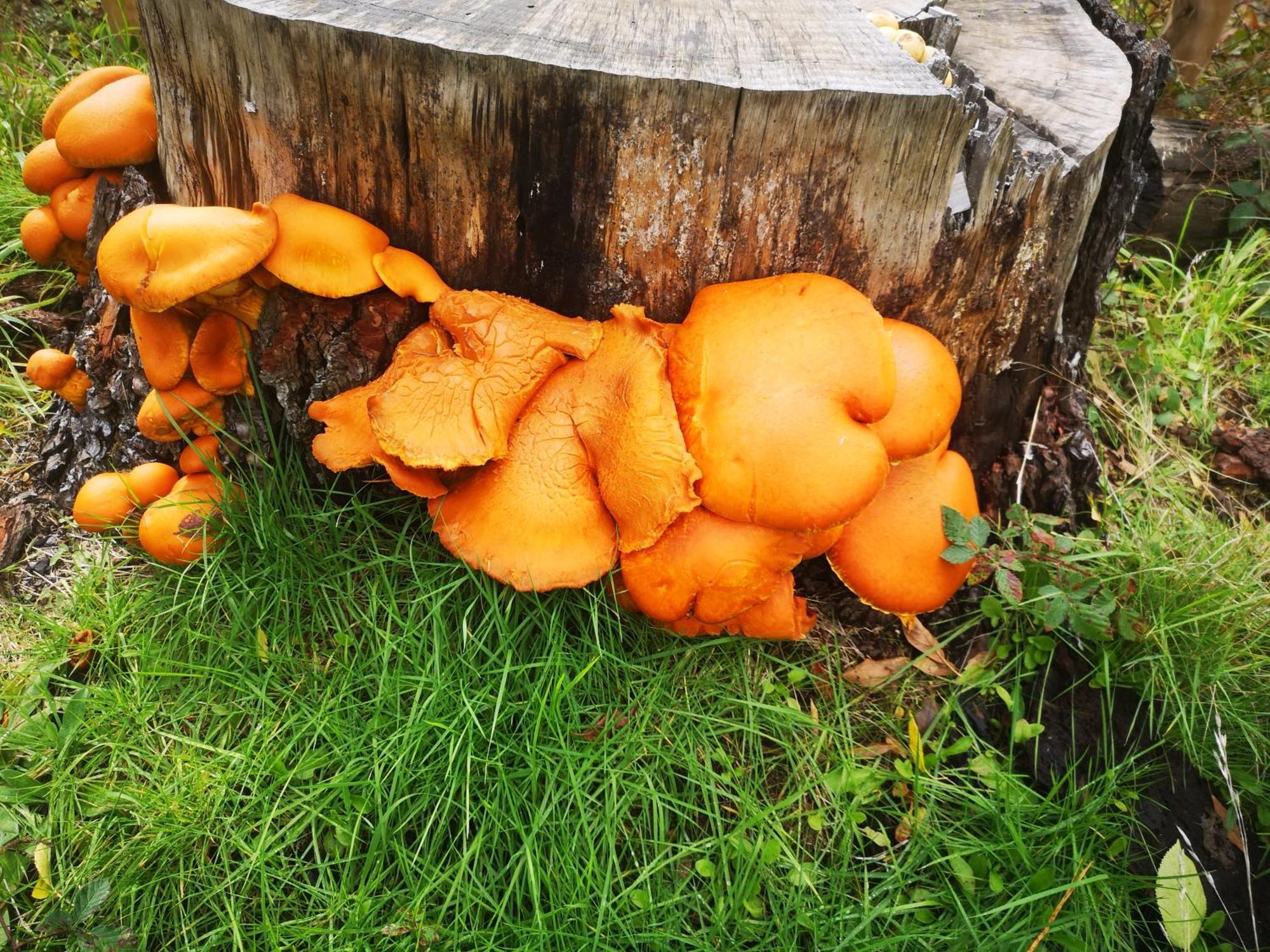 Cabana May Pao, Para 3 En Melipeuco Cerca Del Parque Nacional Conguillio Exterior foto